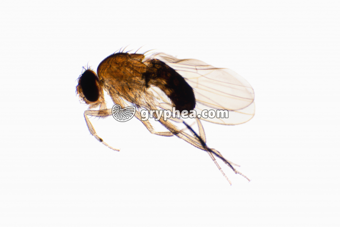 Drosophile imago mâle x7 - gryphea.org